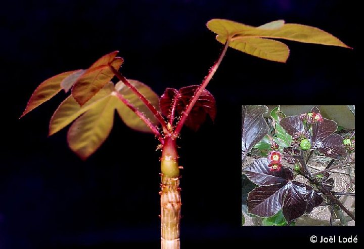 Jatropha gossypifolia Bahia, Brazil ©JL86093